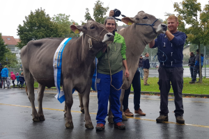 Champion und Rinder Champion